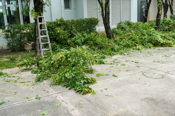 Best Best Tree Removal Services  in Anadarko, OK